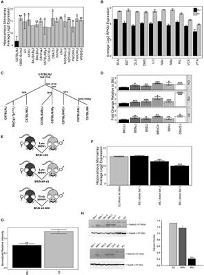Identification of a Functional Non-coding Variant in the GABAA Receptor α2 Subunit of the C57BL/6J Mouse Reference Genome: Major Implications for Neuroscience Research